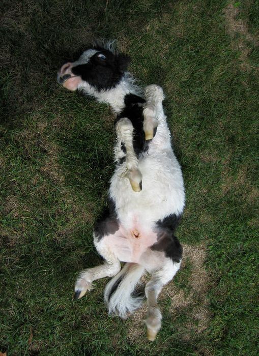 einstein, the world's smallest miniature horse