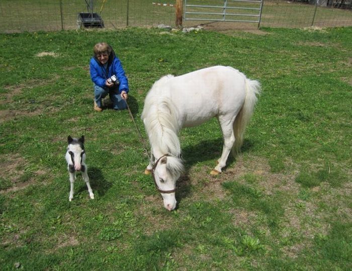 einstein, the world's smallest miniature horse