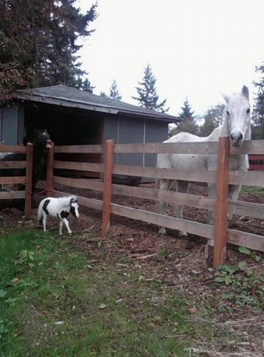 einstein, the world's smallest miniature horse