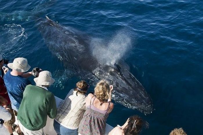 friendly whale