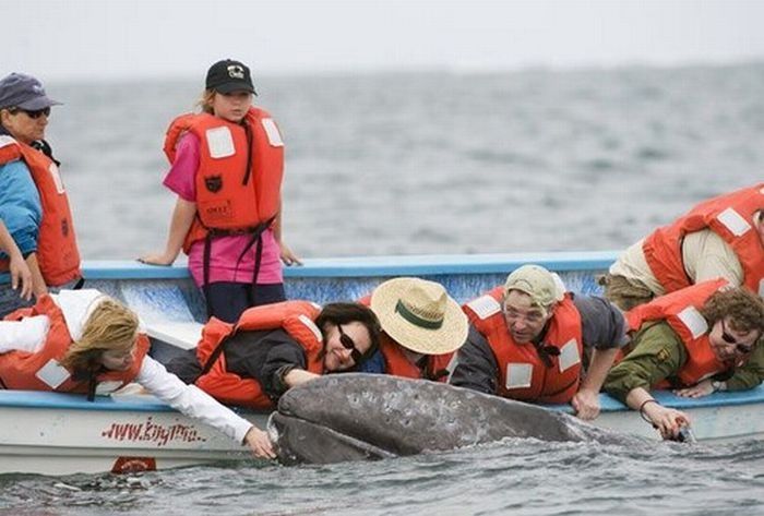 friendly whale