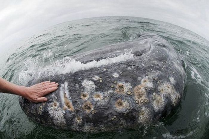 friendly whale