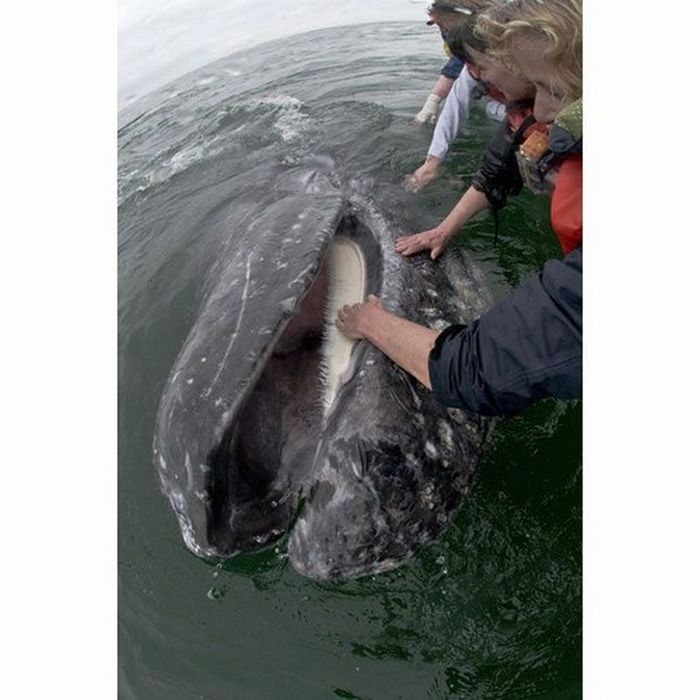 friendly whale