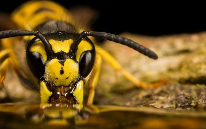 insect macro photography