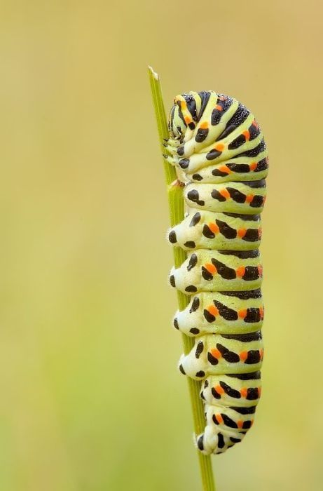 insect macro photography