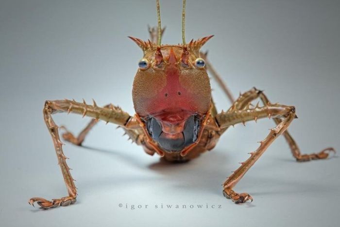 insect macro photography