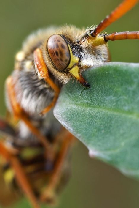 insect macro photography