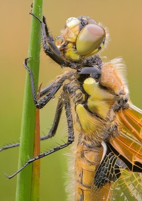 insect macro photography