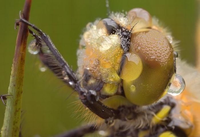 insect macro photography