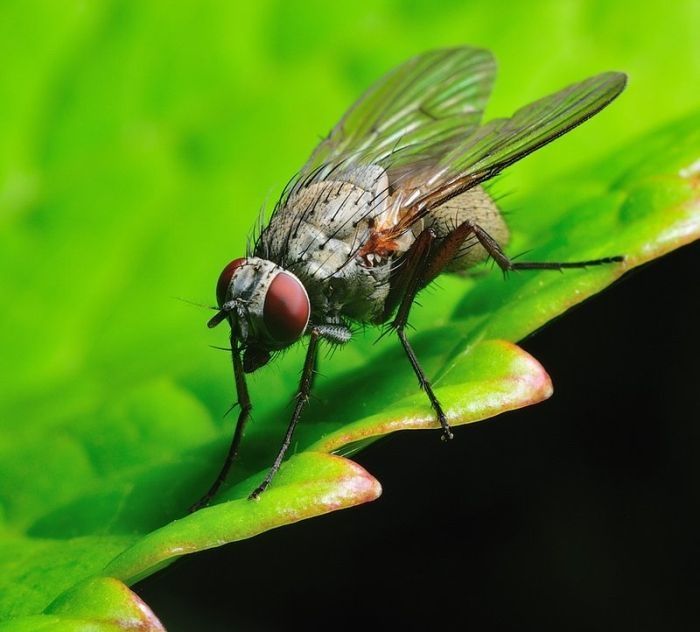 insect macro photography