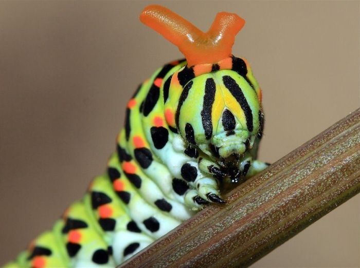 insect macro photography