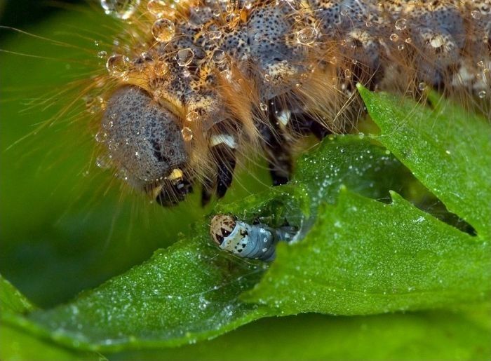 insect macro photography