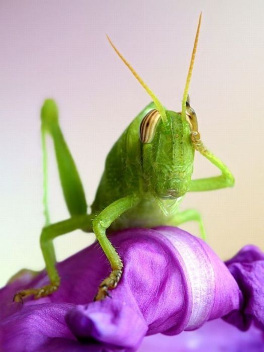 insect macro photography