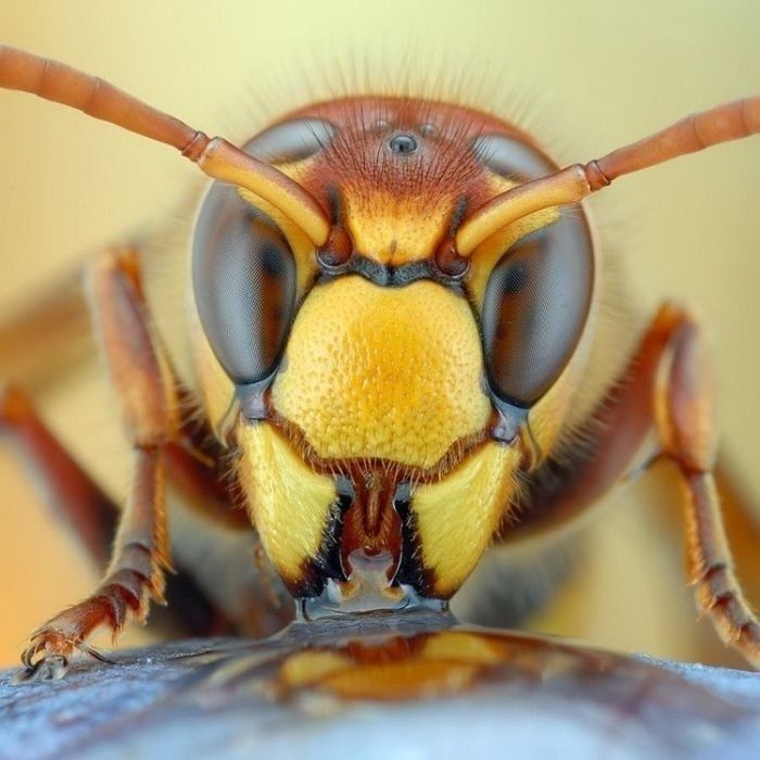 insect macro photography