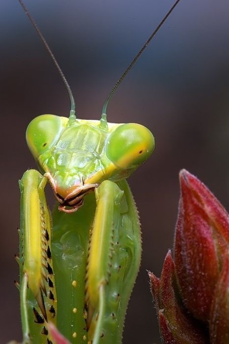 insect macro photography