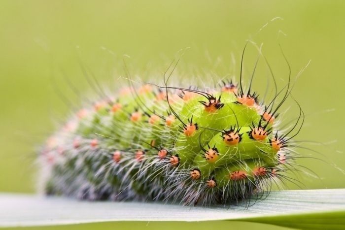 insect macro photography