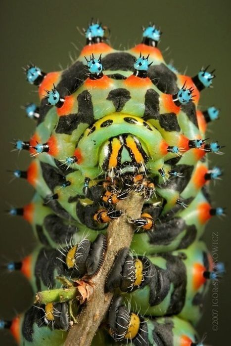 insect macro photography