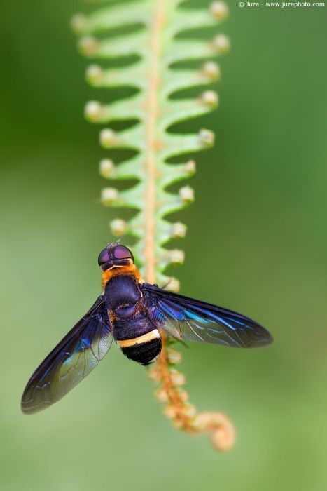 insect macro photography