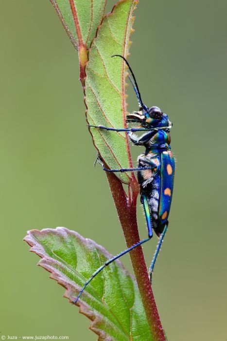 insect macro photography