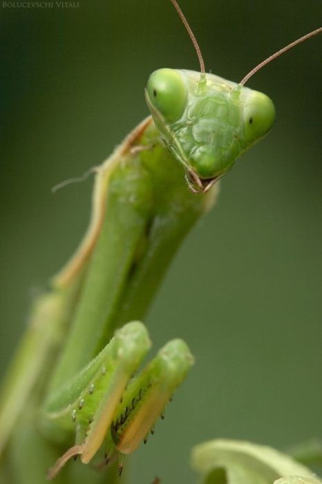 insect macro photography