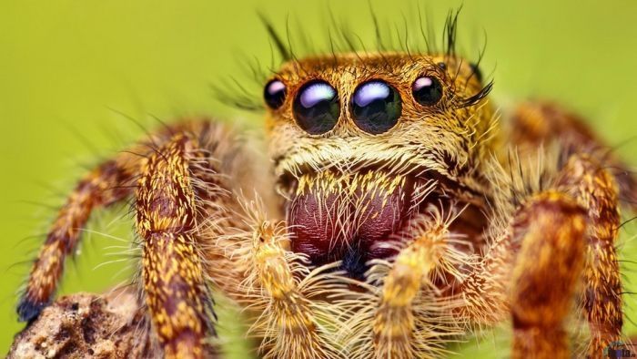 insect macro photography