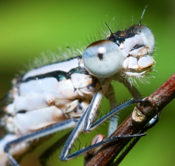 insect macro photography