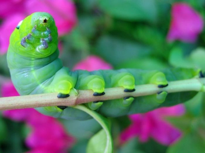 insect macro photography