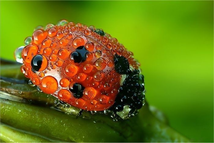 insect macro photography