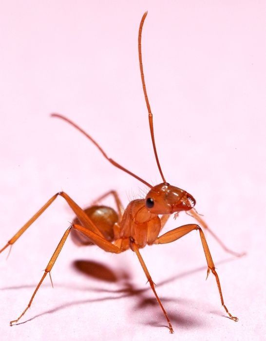 insect macro photography