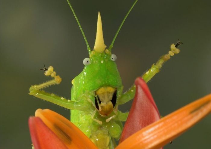 insect macro photography