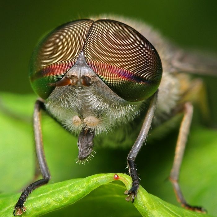 insect macro photography