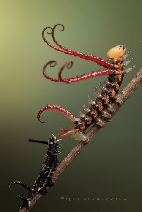 insect macro photography