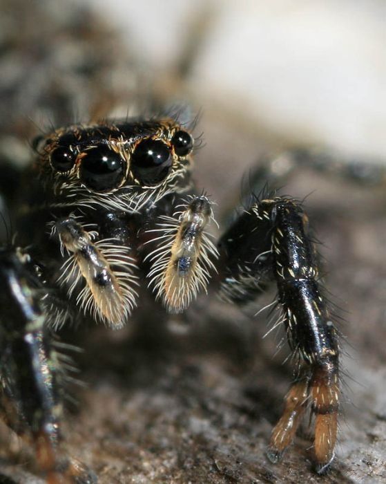 insect macro photography