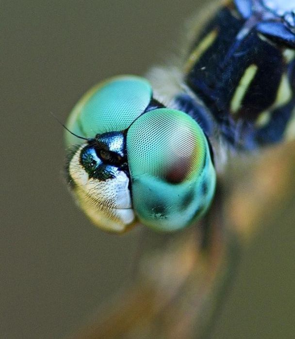 insect macro photography