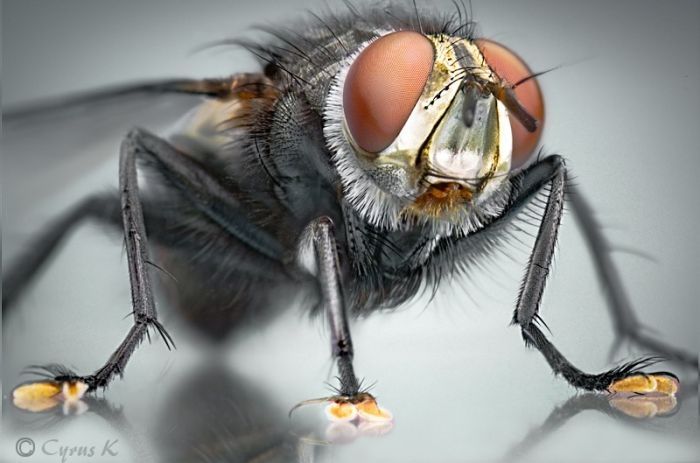 insect macro photography