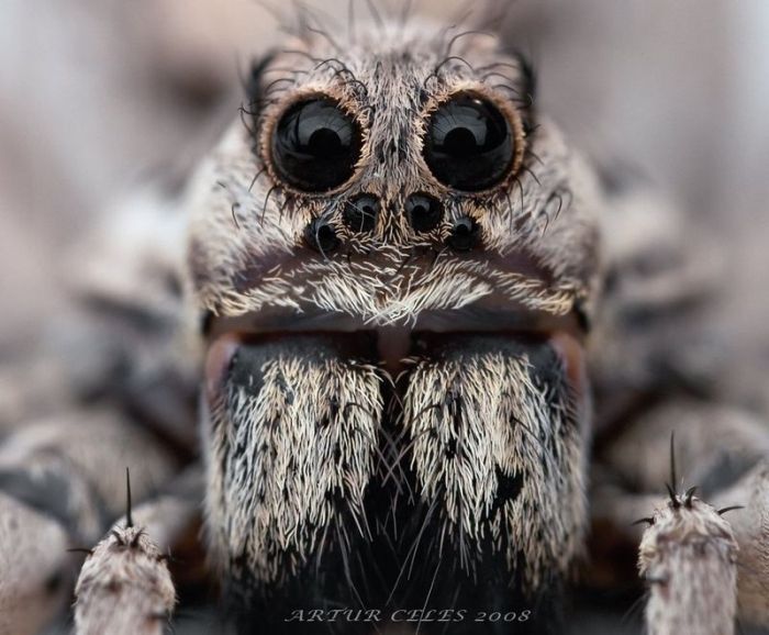 insect macro photography