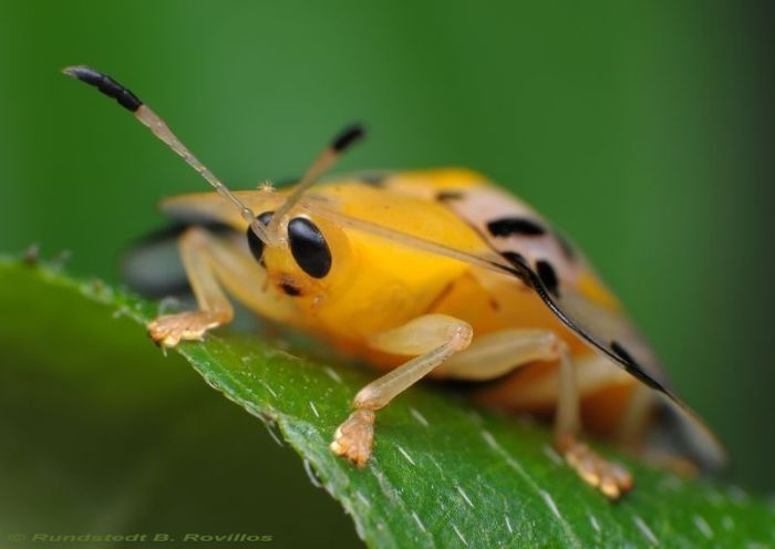 insect macro photography