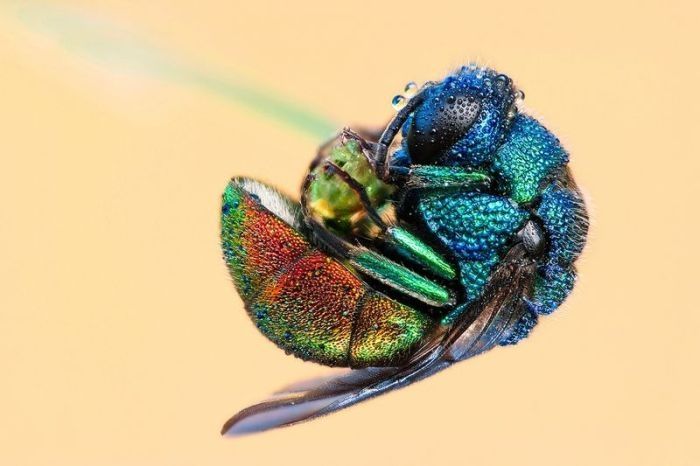 insect macro photography