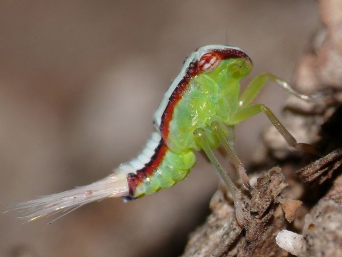 insect macro photography