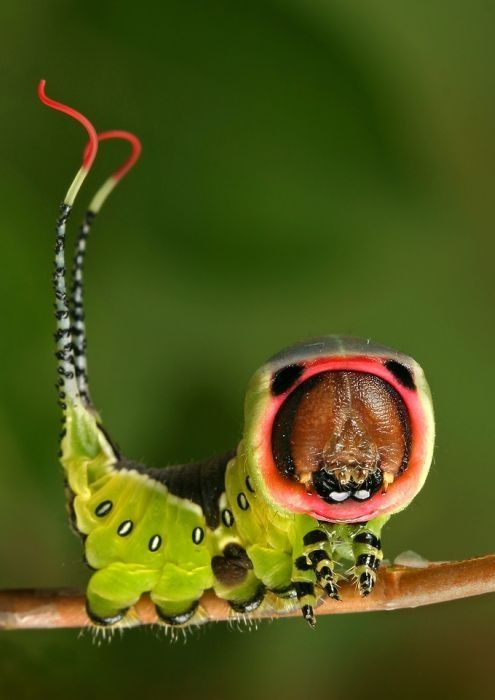 insect macro photography