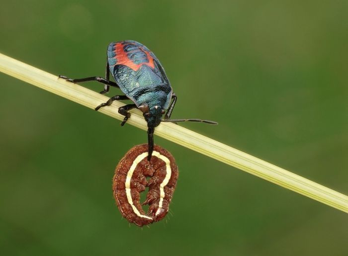 insect macro photography