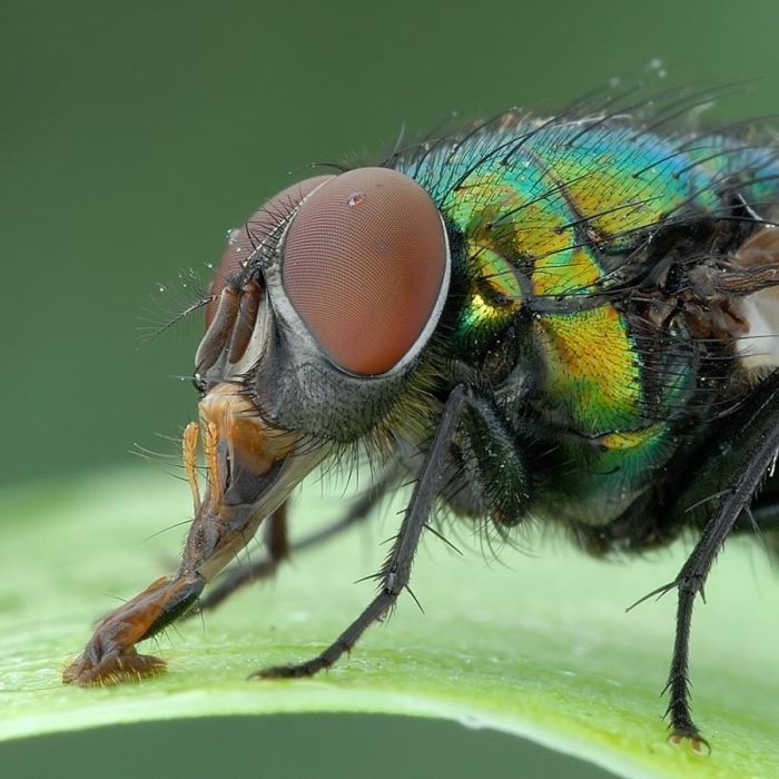 insect macro photography