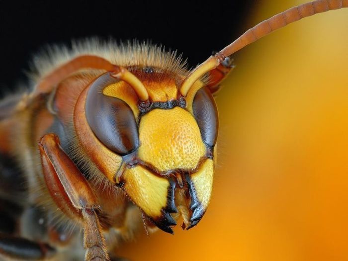 insect macro photography