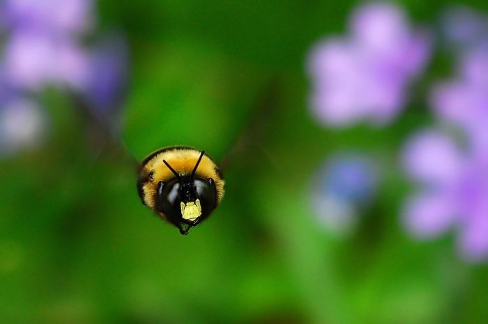 insect macro photography