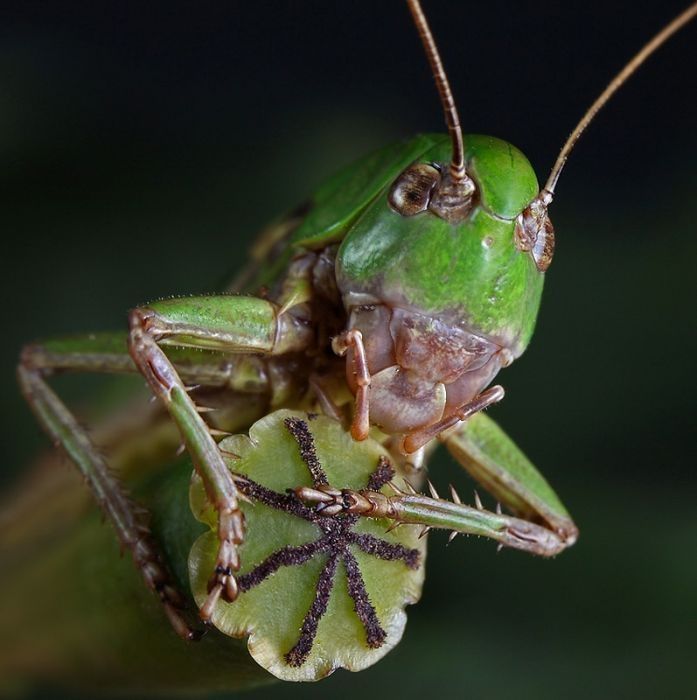 insect macro photography