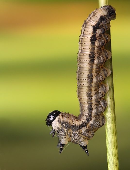 insect macro photography