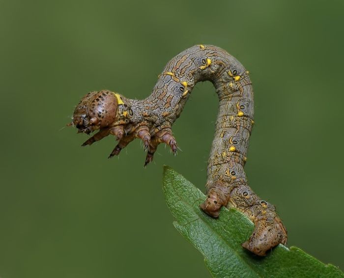 insect macro photography