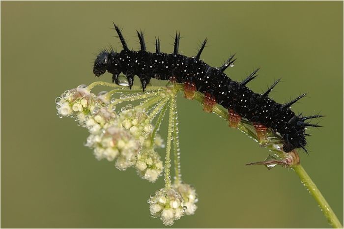 insect macro photography