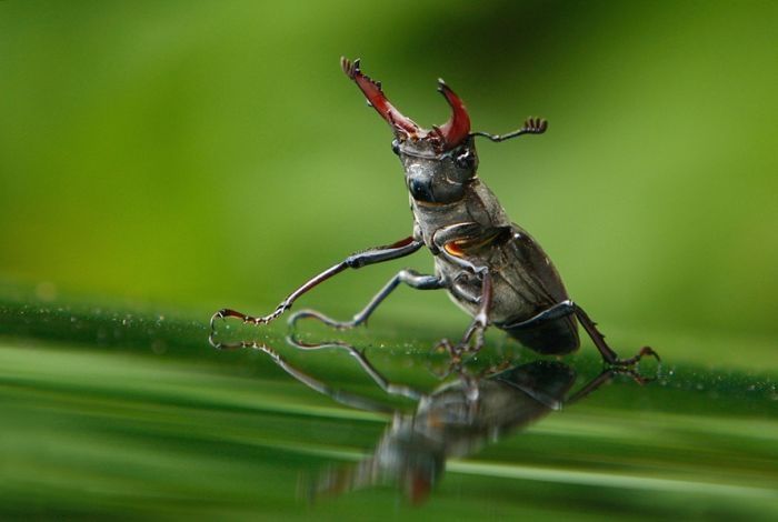 insect macro photography
