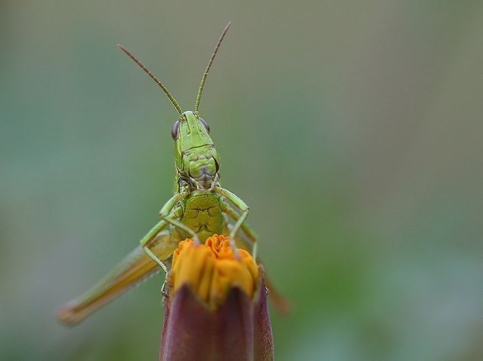 insect macro photography